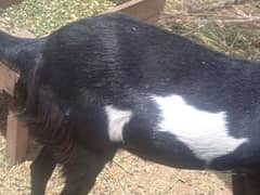 Bakri for qurbani