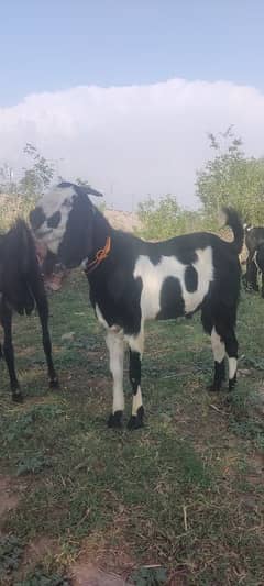 قربانی بکرے