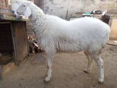 Dumba | Goat | Cow | Bull | Bakra | Islamabad |