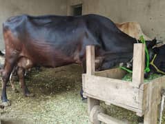 cow