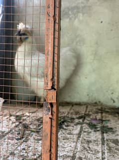 White silky and black heavy buff females (egg laying)