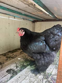 Black heavy buff female (egg laying)