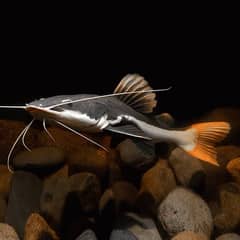Redtail Catfish Estimate 1Feet