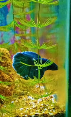 Betta