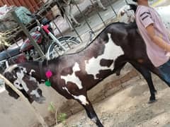 pure barbani bakra
