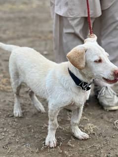 Labrador