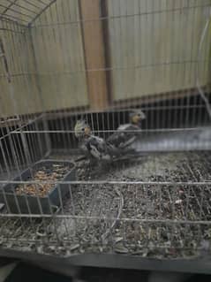 pair of cockateil  and Persian Russian mix cats and kittens