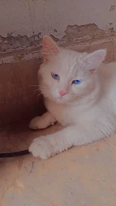 Female Persion Cat