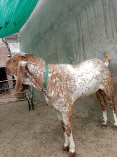 Bakra For Sale 03147225968 Call For More Information