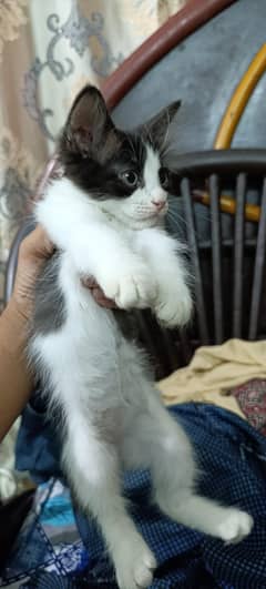 Persian