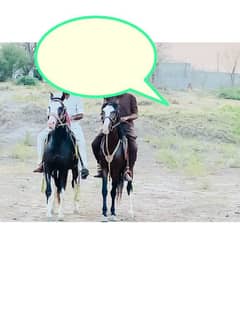 Nezabaz horse. hath paon ka saf shrif horse. hight 60"/61" age 6 year