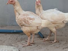 aseel heera hens
