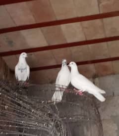 kabootar