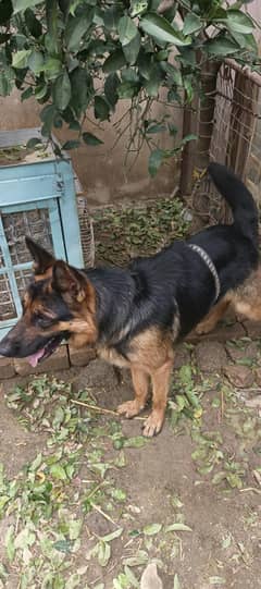 German shepherd puppies / German shepherd dog / GSD puppy