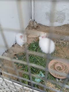 red eyes fancy rabbit pair