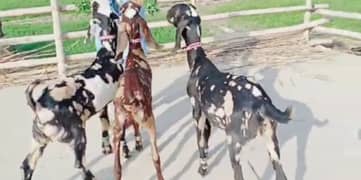 3 Sher Print Bakray – Qurbani ke liye tayar 03043882031