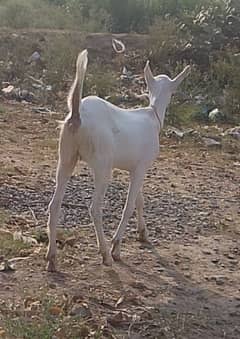 Haran