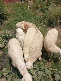 #Sheep#Qurbani#BariEid