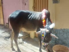 bagnariii
