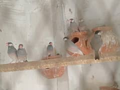 Grey Java Finches