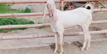 rajanpuri bakre for sale
