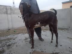 qurbani ka bakra