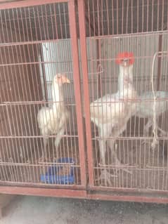 **WHITE HEERA TRIO**