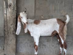 Bakra | Mix Breed Goat | Sheeps | بکری | Qurbani For sale | Dasi Bakr