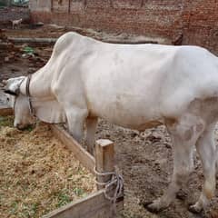 qurbani