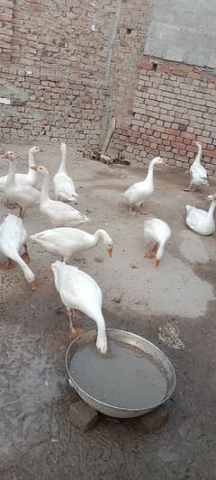 big ducks 6 pair for sale number 03271380467