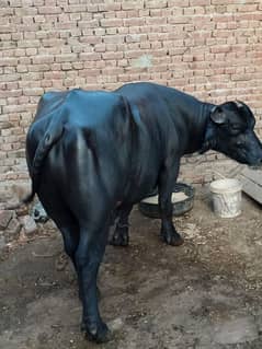 Bull