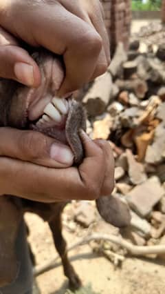 Donda qurbani bakra for sale