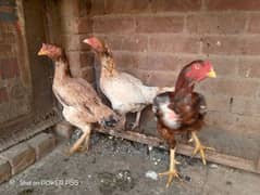 aseel morga