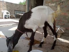 2 dant ka Bakra Ghar ka Pala howa
