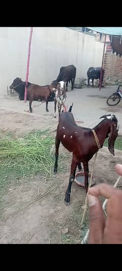 Qurbani bakray For Sale