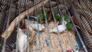 conure