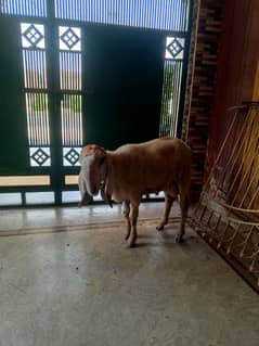 chattra