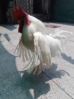 white cock