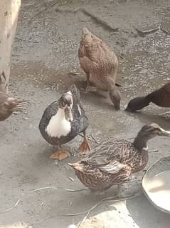 duck khaki and mirghabi chicks