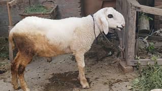 sheep shatra for sale