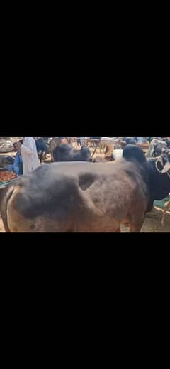 Werha/bail for qurbaani