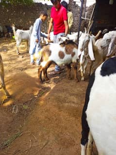 Qurbani