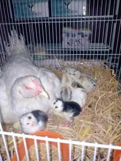 Broody white Hen with 10 chicks