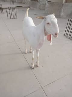 Gulabi Bakra