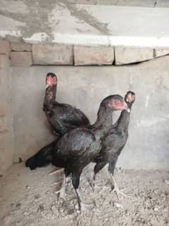 Thai aseel croos 6 month age