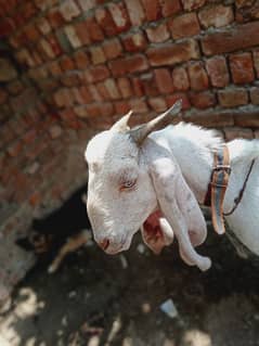 Beautiful White Bakra