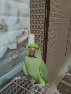 male