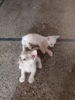 persian cat babies