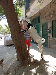 Ghar Ka pla huwa Bakra