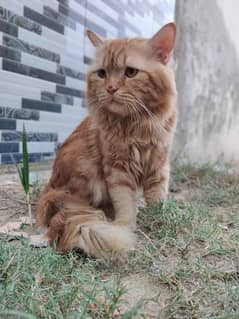 Persian Cat (Male) (Brown)